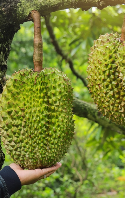 Canh tác sầu riêng